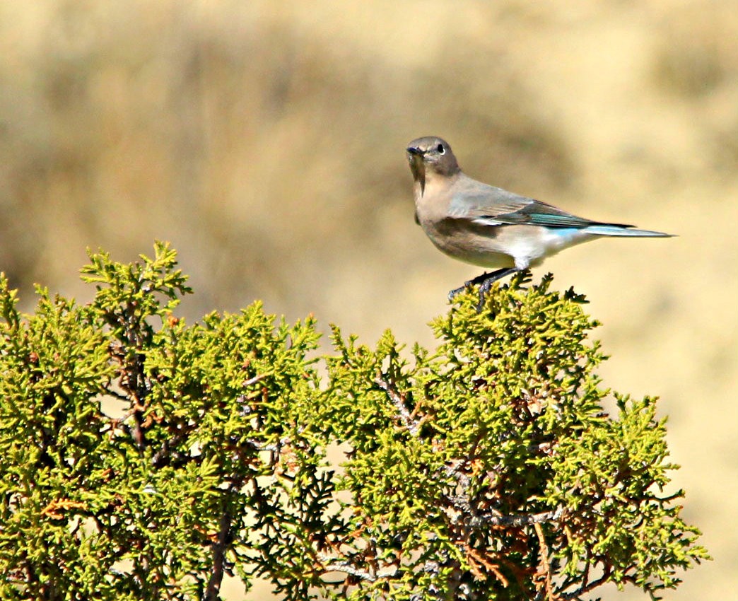 Mountain Bluebird - Anonymous