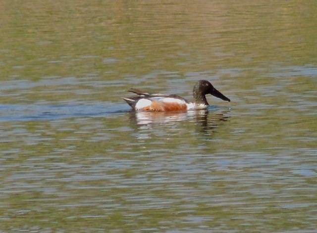 Northern Shoveler - Gary & Kathy Harris