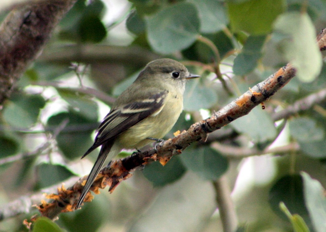 Least Flycatcher - ML163727491