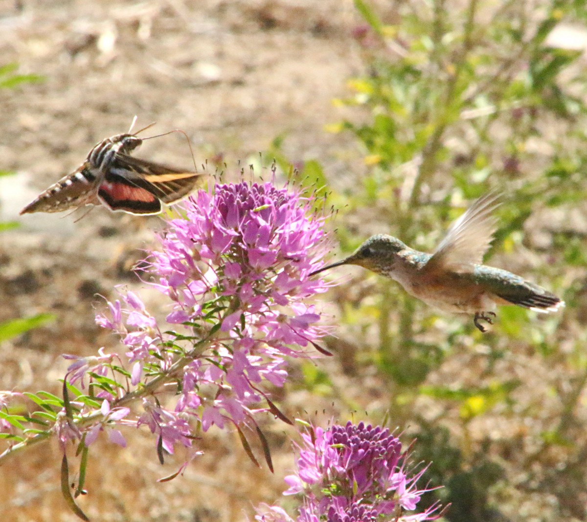 Colibrí Calíope - ML163727931