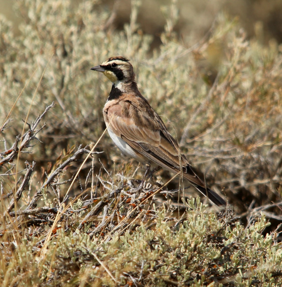 Horned Lark - Anonymous