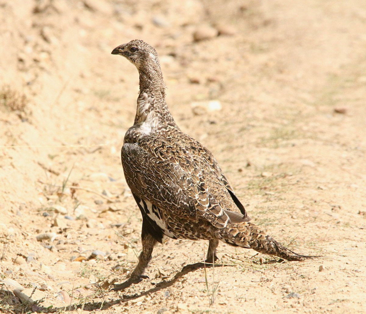 Gallo de las Artemisas Grande - ML163728561