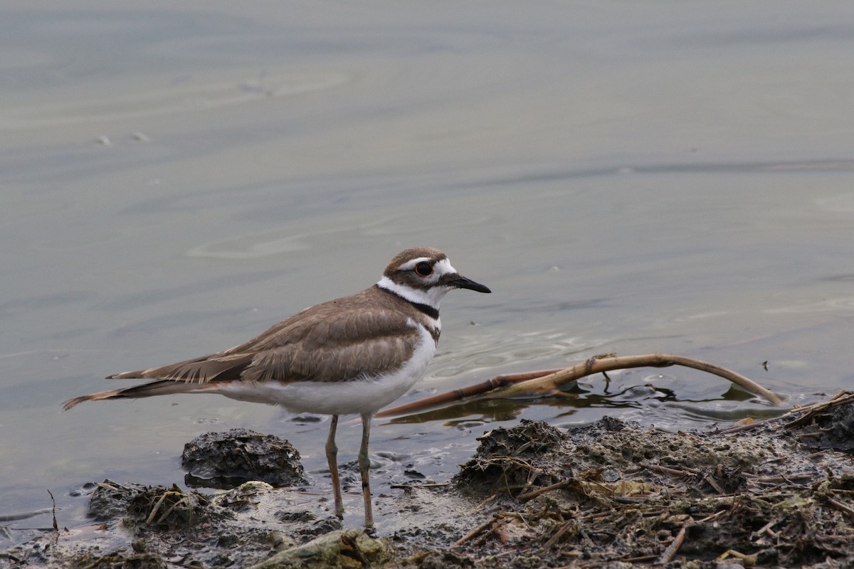 Killdeer - George Brode