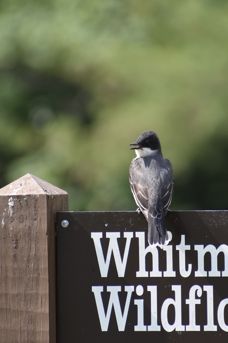 Eastern Kingbird - Anonymous