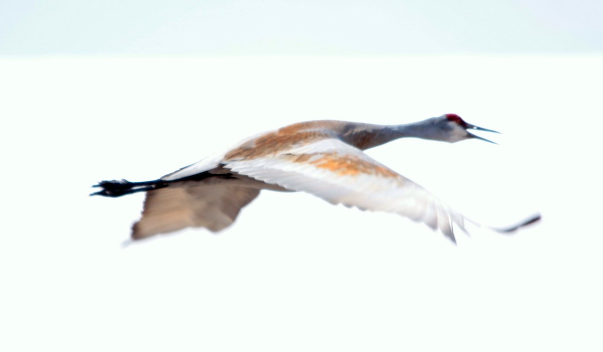 Sandhill Crane - Anonymous