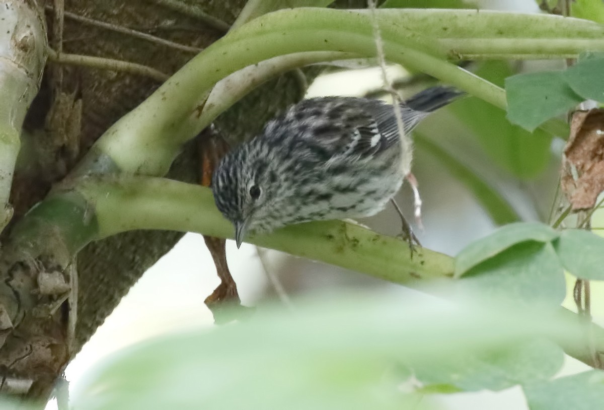 Arrowhead Warbler - ML163730461