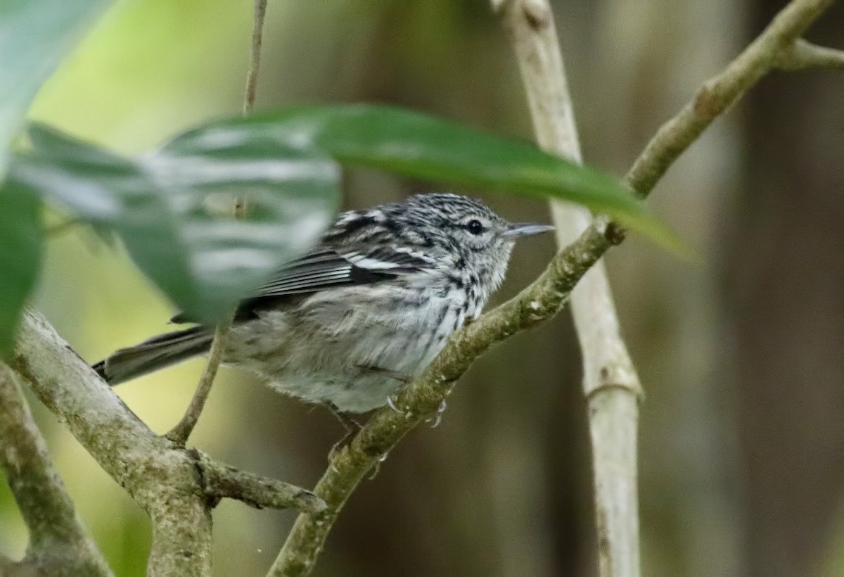 Arrowhead Warbler - ML163730481