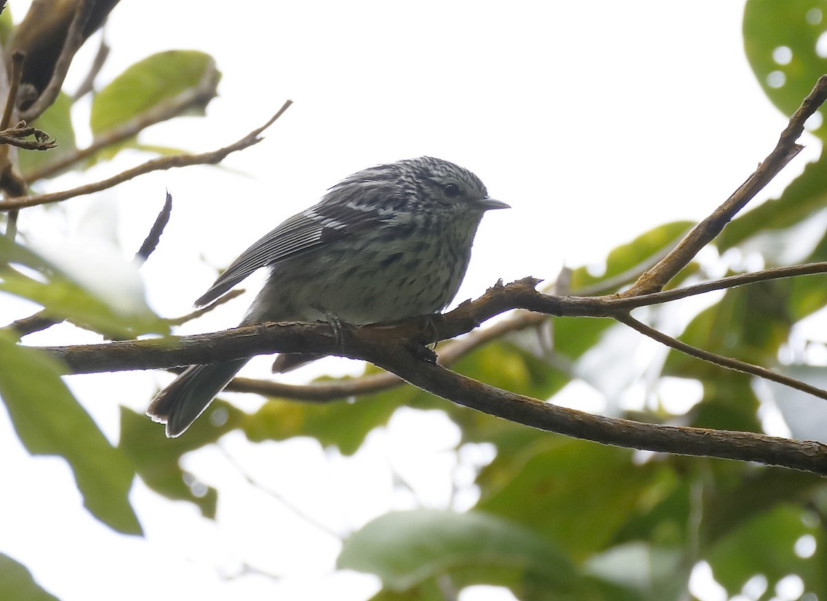 Arrowhead Warbler - ML163730561