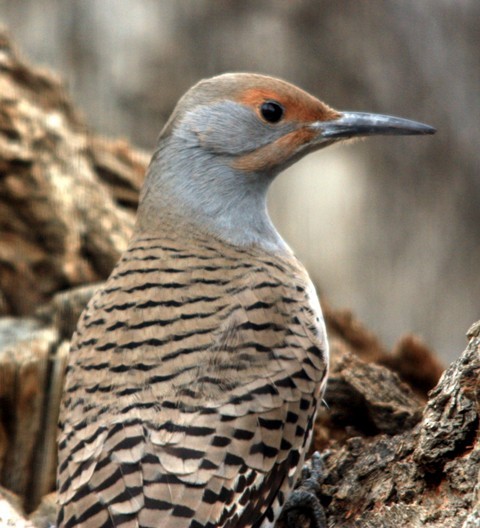 Northern Flicker - ML163730851