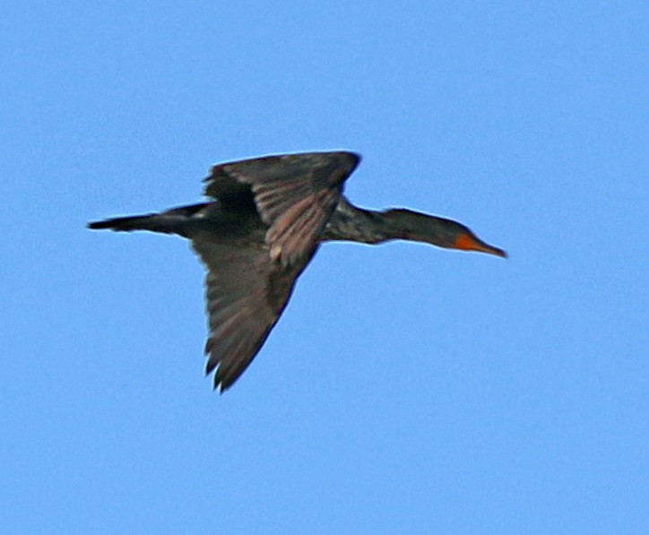 Double-crested Cormorant - ML163731111