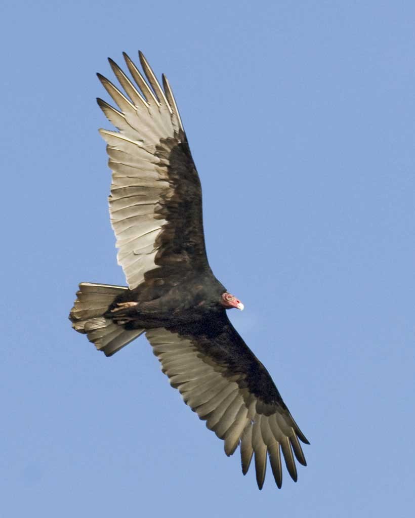 Turkey Vulture - Anonymous