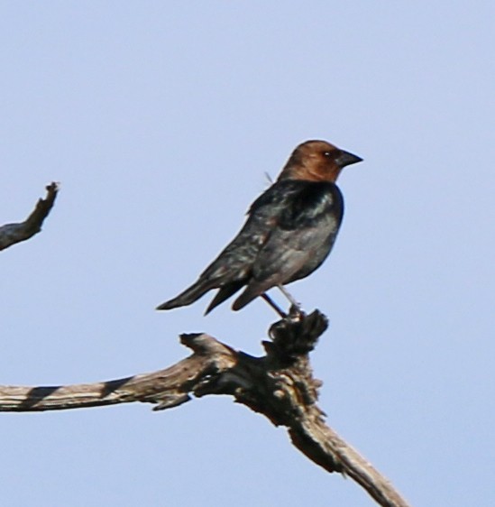 Brown-headed Cowbird - ML163731201