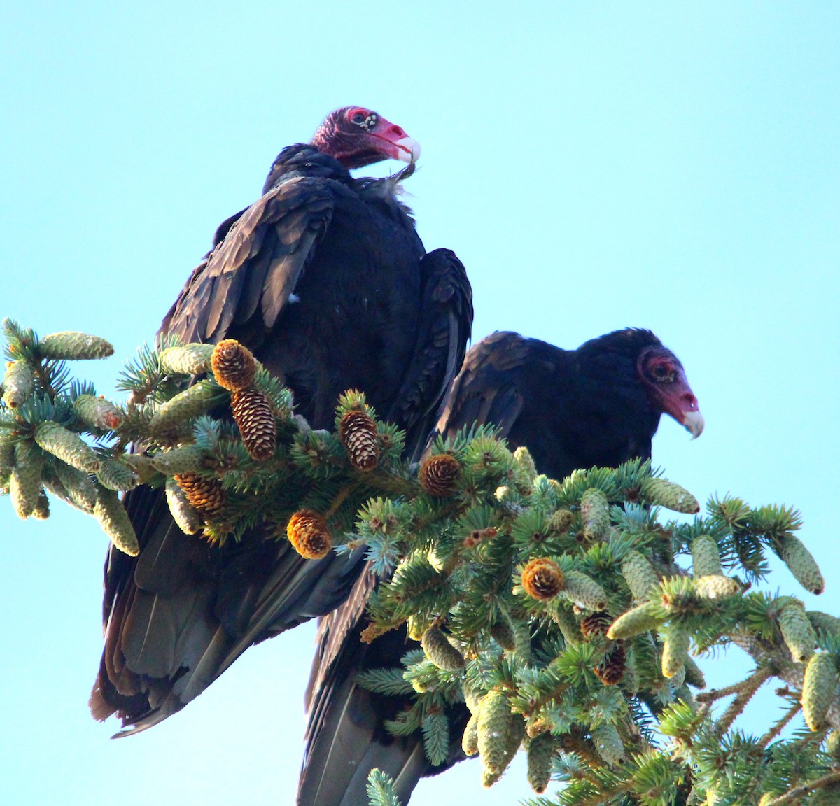 Turkey Vulture - ML163731231