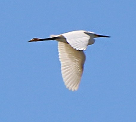 Snowy Egret - Shilo McDonald