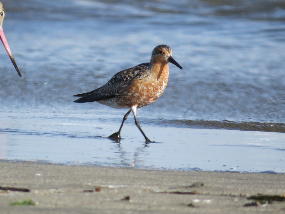 Red Knot - ML163731421