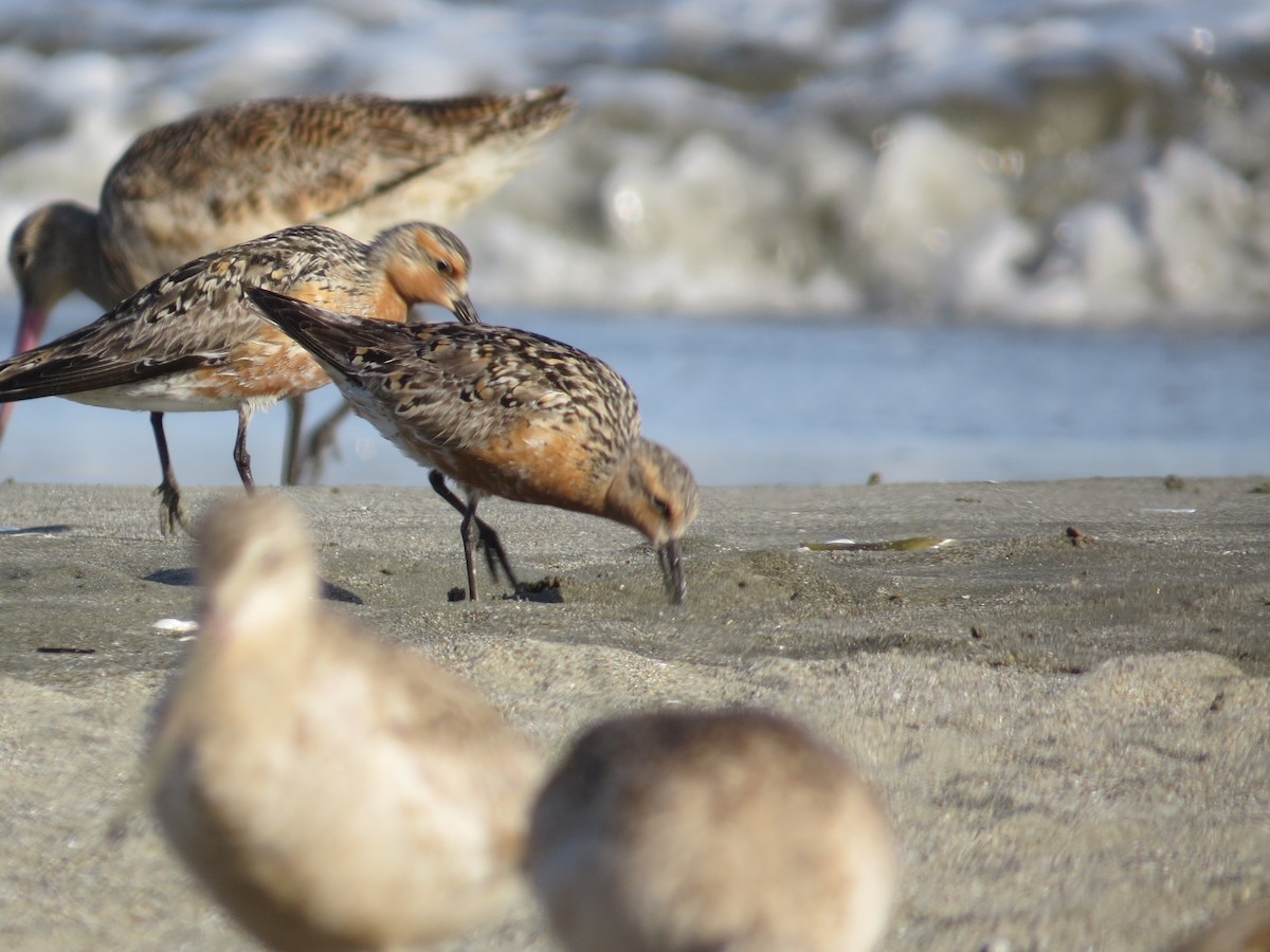 Red Knot - ML163731431