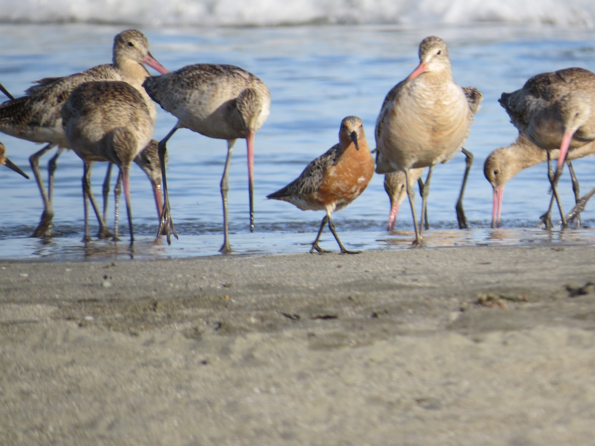 Red Knot - ML163731441