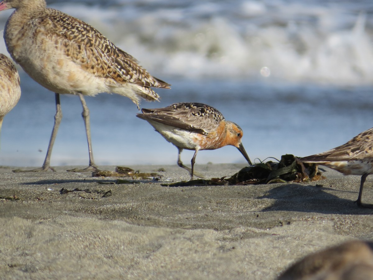 Red Knot - ML163731451