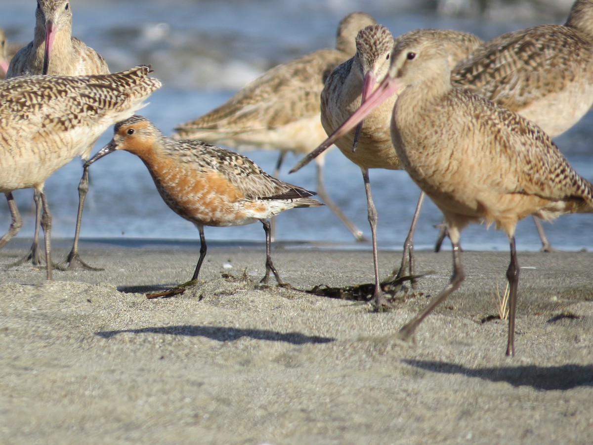 Red Knot - ML163731461