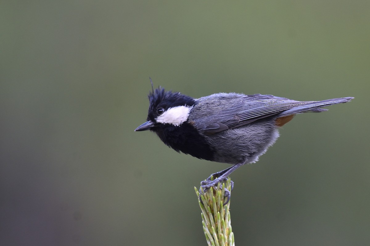 Rufous-naped Tit - ML163731721