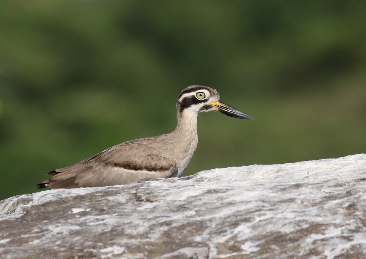 Great Thick-knee - ML163732201