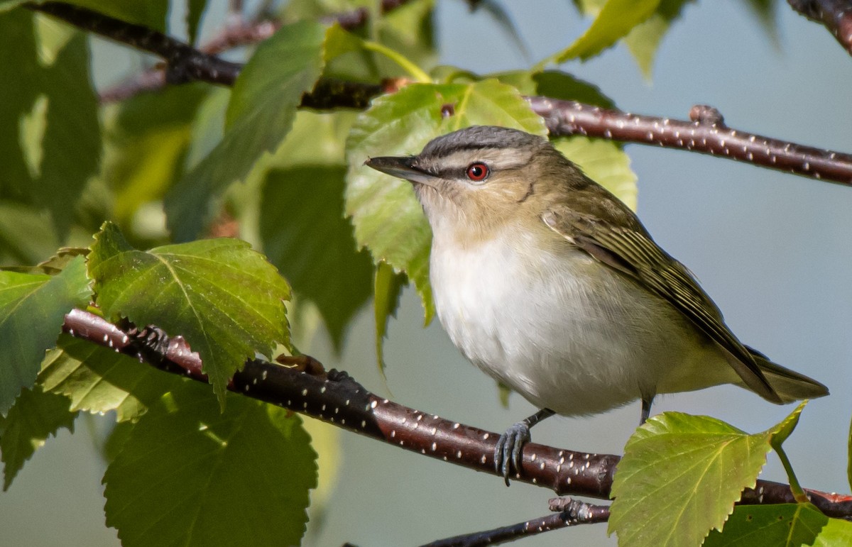 Red-eyed Vireo - Guy Tremblay