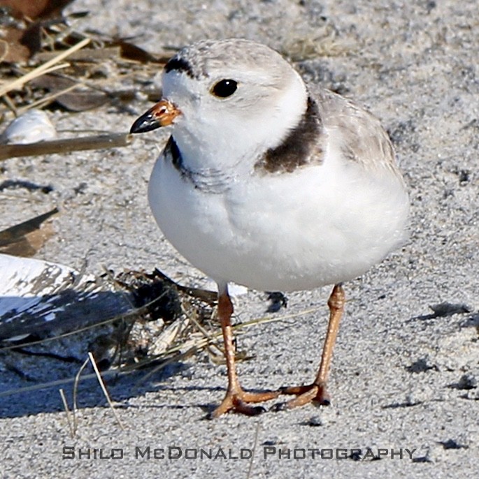 Piping Plover - Shilo McDonald