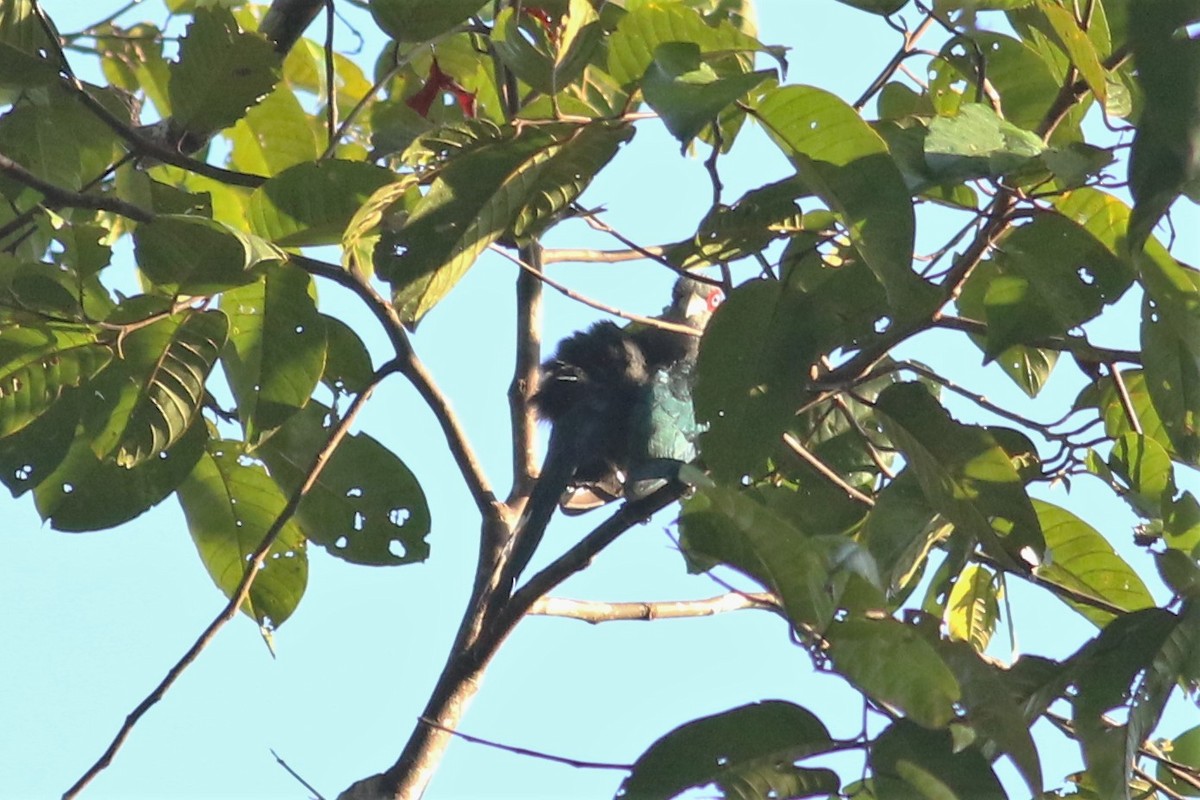 Black-bellied Malkoha - ML163734751