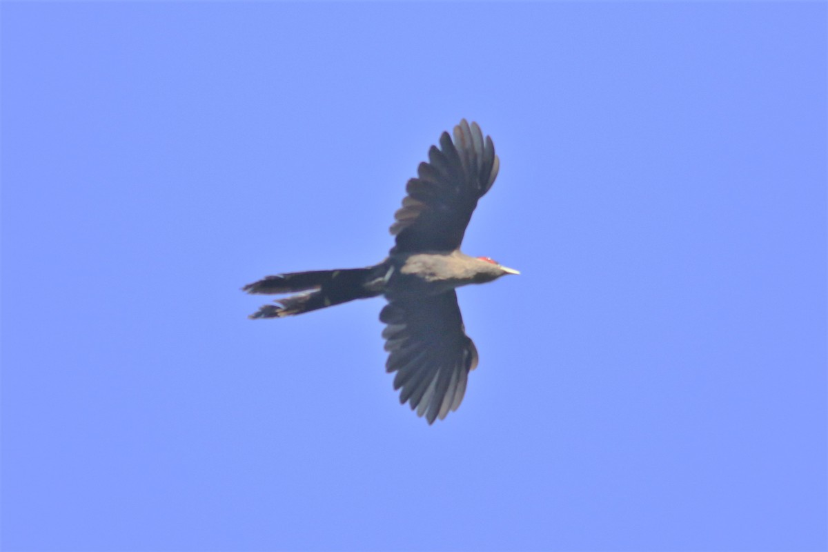 Black-bellied Malkoha - ML163734781