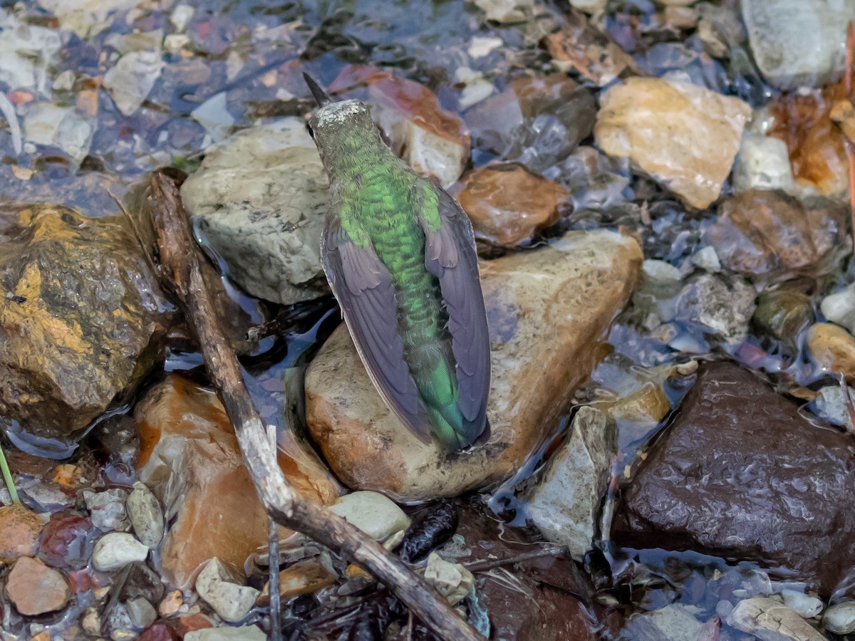 Anna's Hummingbird - ML163734831