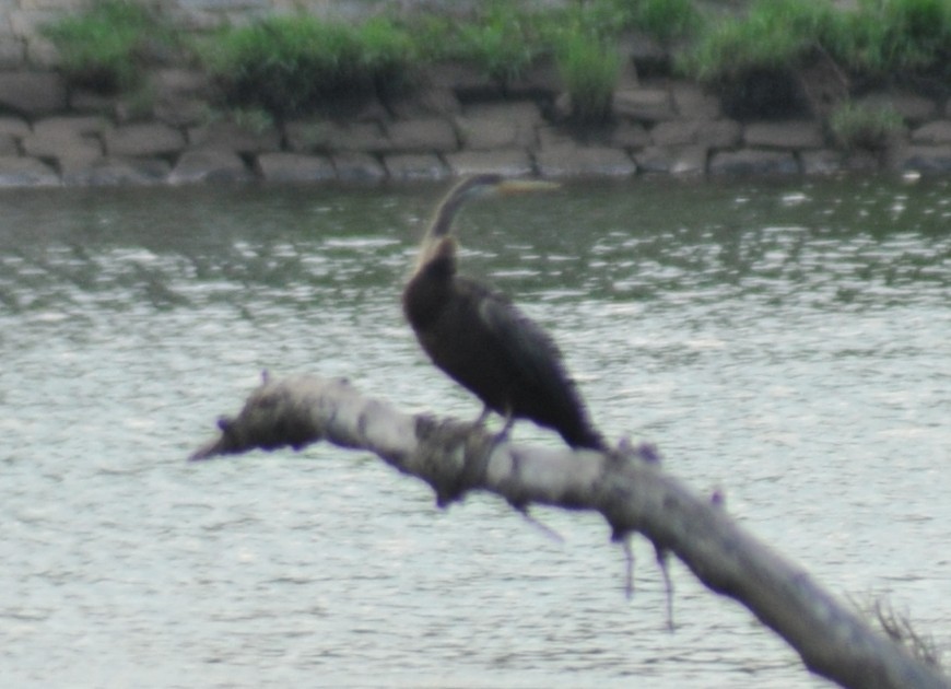 Oriental Darter - ML163736381