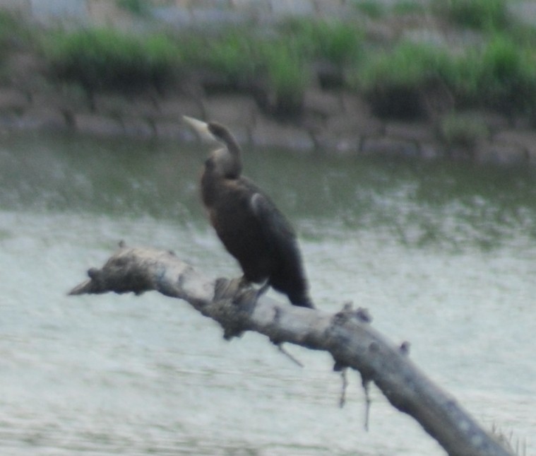 Oriental Darter - ML163736411