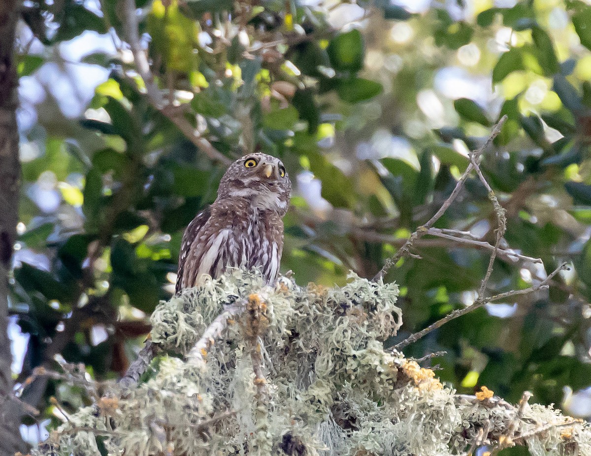 Northern Pygmy-Owl - ML163737551