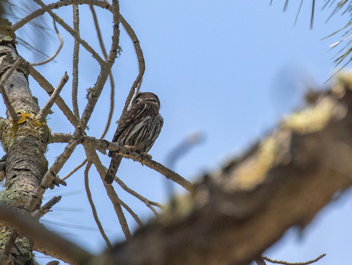 Northern Pygmy-Owl - ML163737571
