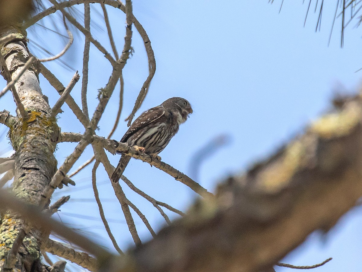 Northern Pygmy-Owl - ML163737641
