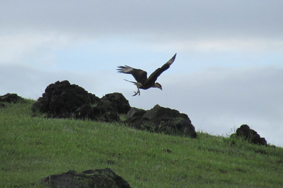 Caracara huppé (cheriway) - ML163737691