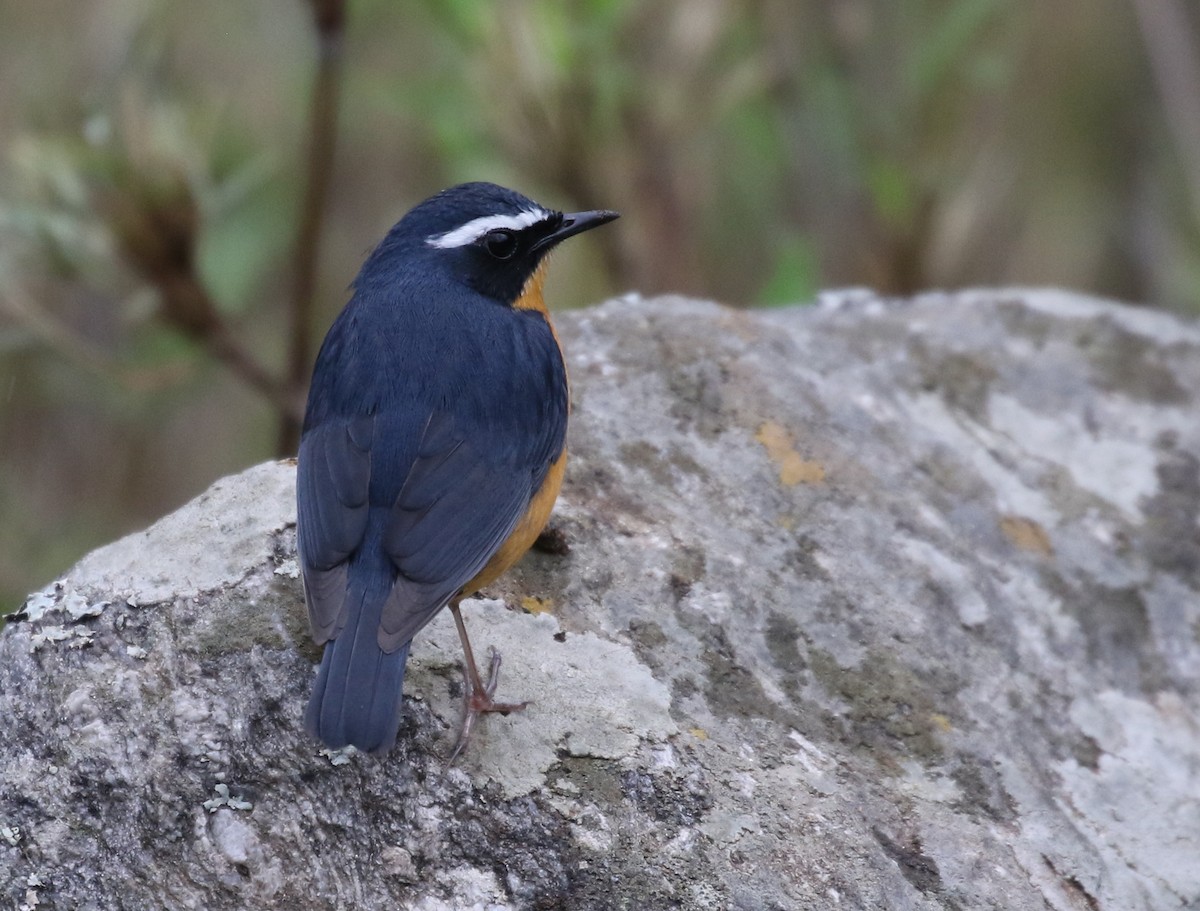 Indian Blue Robin - ML163738571