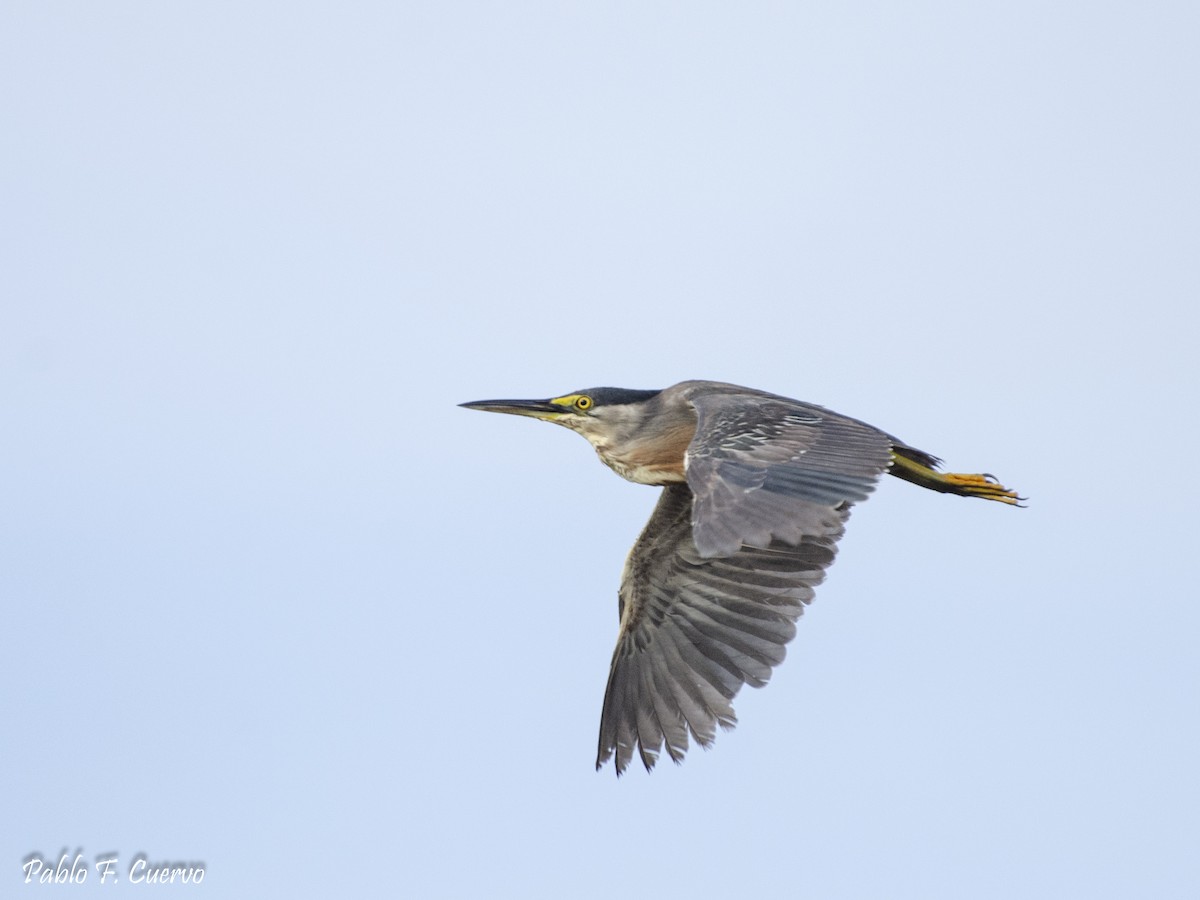 Striated Heron - ML163740591