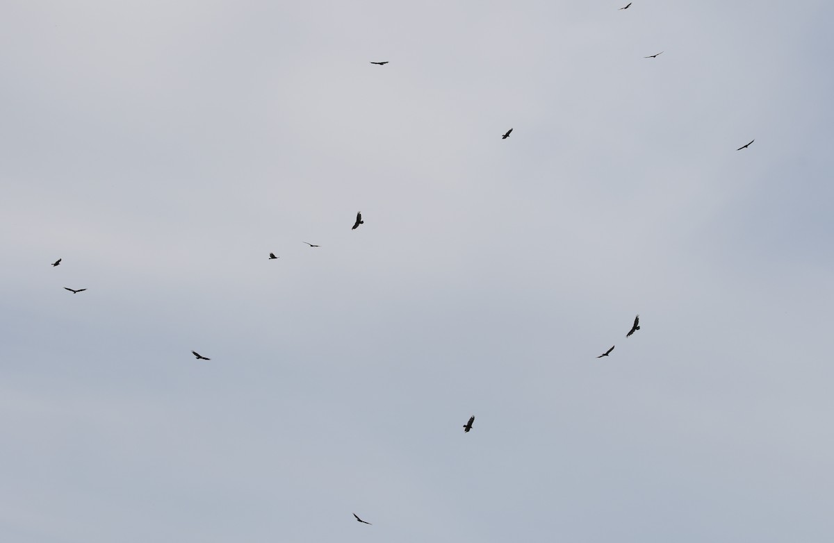 Turkey Vulture - ML163741131