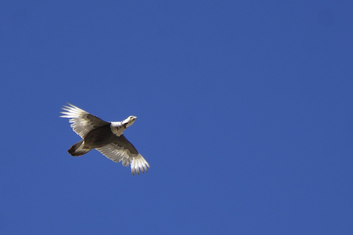 Himalayan Snowcock - Rajesh Panwar