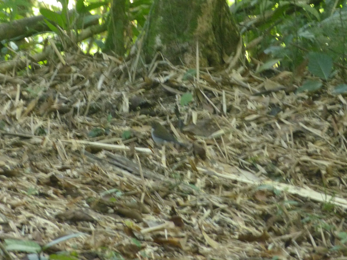 White-necked Thrush - William Rockey