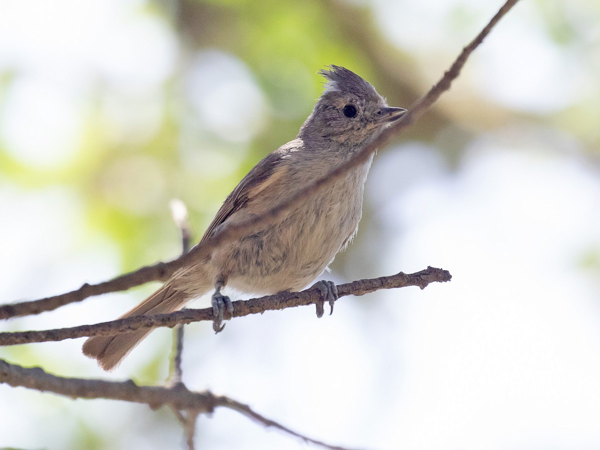 Oak Titmouse - ML163743451