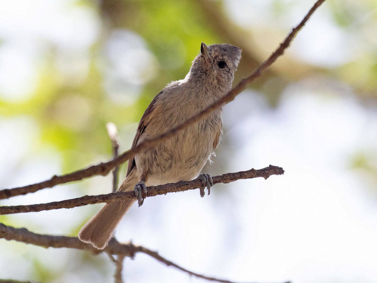 Oak Titmouse - ML163743471