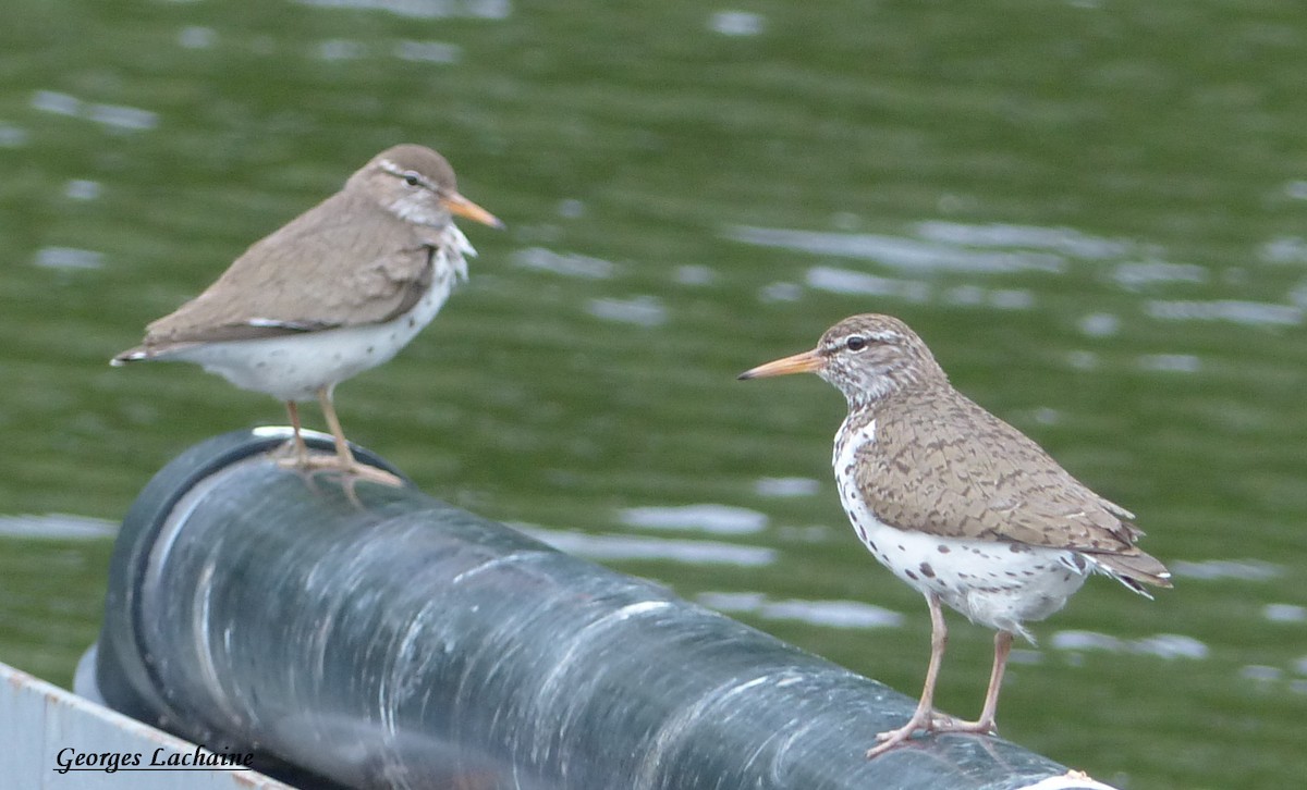 Spotted Sandpiper - Georges Lachaîne