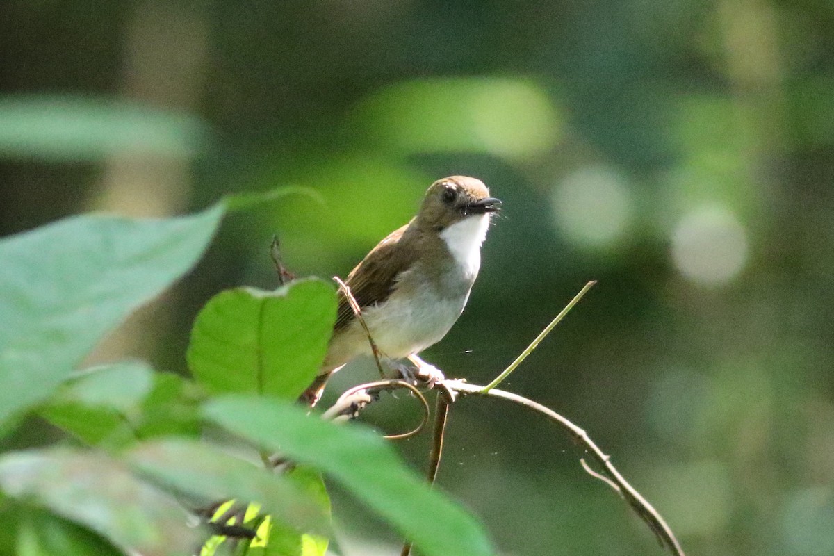 Gray-chested Jungle Flycatcher - Fadzrun A.