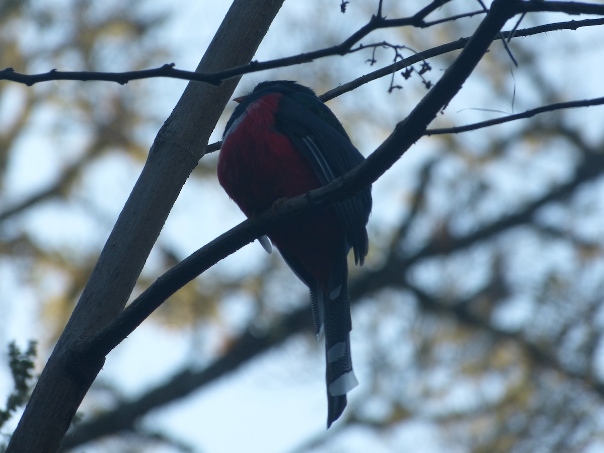 Masked Trogon - William Rockey