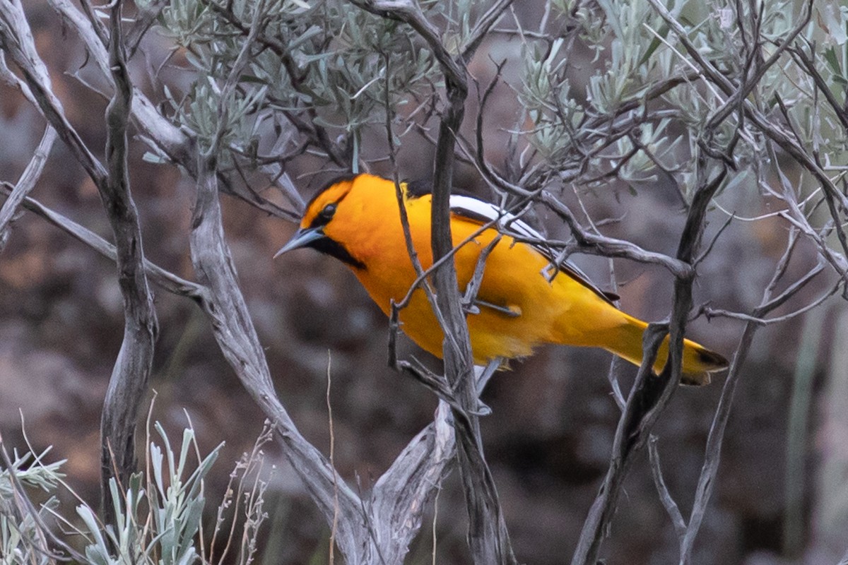 Bullock's Oriole - ML163747941