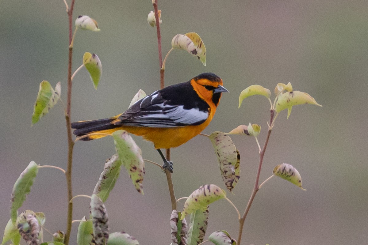 Oriole de Bullock - ML163747951