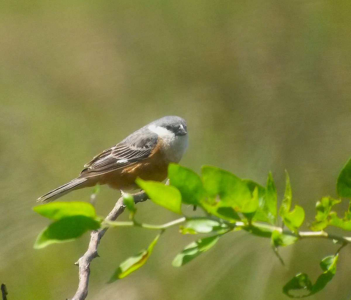 Marsh Seedeater - Juan Klavins