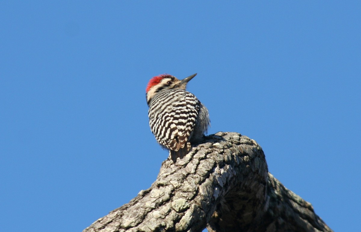 Ladder-backed Woodpecker - ML163751291